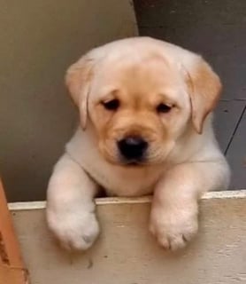 Promotion Labrador babies 