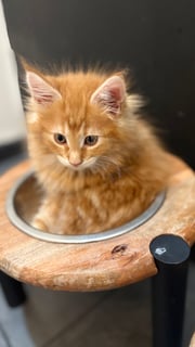 Red Tabby Classic Maine Coon Available Soon Maine Coon Kittens