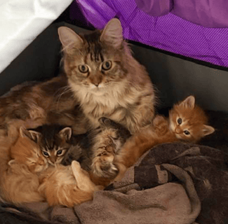 Available Soon Maine Coon Kittens 
