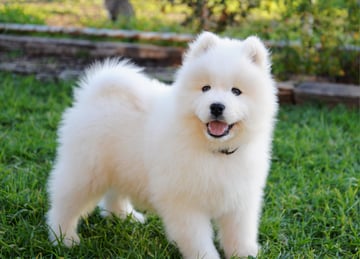 Available Soon Pedigree Samoyed Puppies