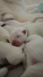 Available Soon Pedigree Samoyed Puppies