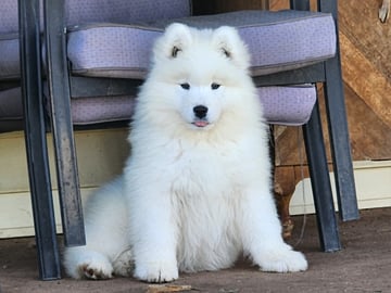 Available Now Pedigree Samoyed Puppies Available Now Pedigree Samoyed Puppies