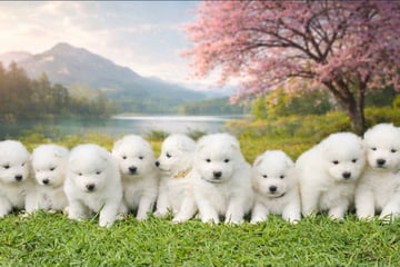 Available Soon Pedigree Samoyed Puppies Available Soon Pedigree Samoyed Puppies