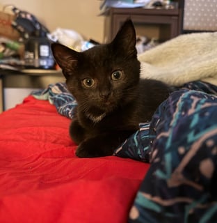 For Adoption Nova Moo - Companion Kitty For Adoption Nova Moo - Companion Kitty