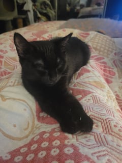 For Adoption Twinkle Moo - Snuggly and Sweet For Adoption Twinkle Moo - Snuggly and Sweet
