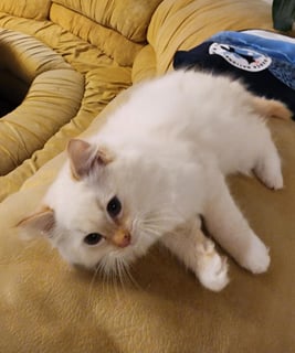 Available Now Ragdoll with pedigree papers