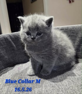 Blue collared boy Available Soon British Shorthair Kittens