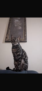 Available Now Derieri - Female Bengal Available Now Derieri - Female Bengal