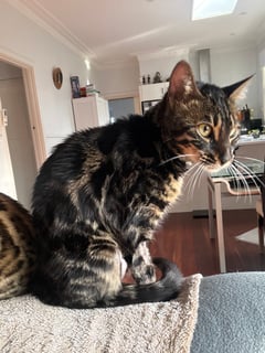 Available Now Derieri - Female Bengal Available Now Derieri - Female Bengal