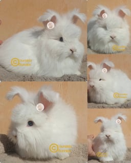 Blue eyed white Available Now Purebred English Angora baby rabbits bunnies