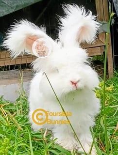 BEW MUM Available Soon Purebred English Angora baby rabbits bunnies