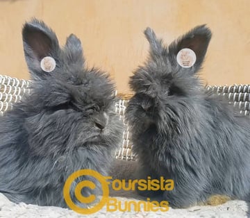 BLUE VC Available Soon Purebred English Angora baby rabbits bunnies