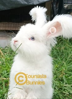 Available Now Purebred English Angora baby rabbits bunnies 