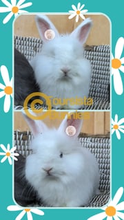 Available Now Purebred English Angora baby rabbits bunnies 