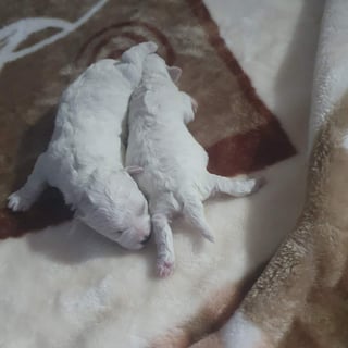 Available Soon Bichon Frise Puppies Available Soon Bichon Frise Puppies