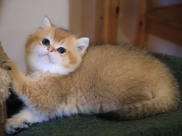 cap 10 weeks Available Now Chubby Golden Shaded Boy - British Shorthair Kitten