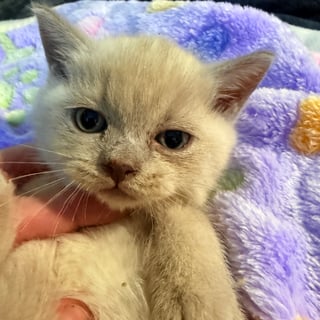 Male For Adoption STUNNING BURMESE KITTENS