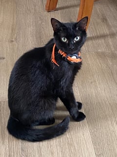For Adoption Buu Black - Will bond with her 'One'