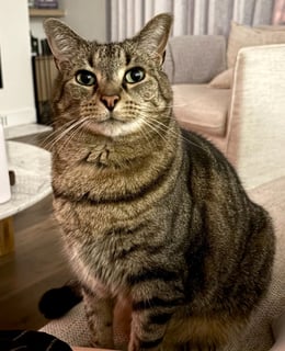 For Adoption Cyril Tabby - Big Cuddly Boy