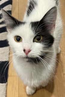 For Adoption Daphne - Cat of Peace 