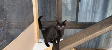 For Adoption Char Barclay - Sweet Void