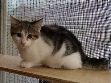 For Adoption Lily Barclay - Curious Cutie