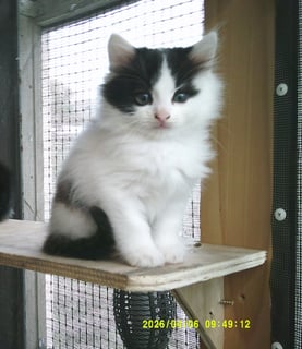 For Adoption Munchkin Barclay - Chatty Love Cat 