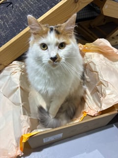 For Adoption Ginger Spice - Beautifully Affectionate For Adoption Ginger Spice - Beautifully Affectionate