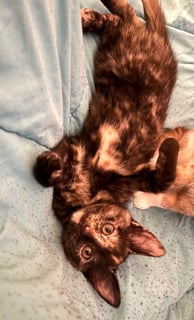 For Adoption MJ Moo - Adventure Kitty 