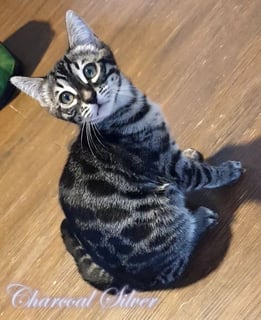 Available Now BENGAL KITTENS EXOTIC EXCLUSIVE PUREBRED!