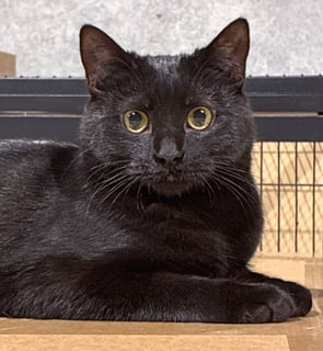 For Adoption Teena - Looking for Love