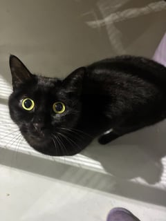 For Adoption Rani - Gentle Companion