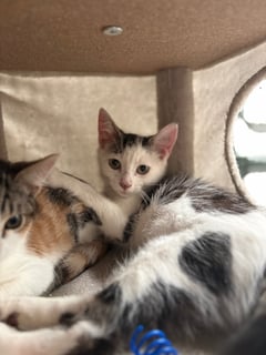 For Adoption Virginia - Zip Tie Play Thief 