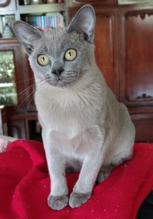 Available Now Pedigree Burmese kittens