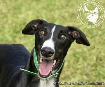 For Adoption Jake (Forner's Reign)