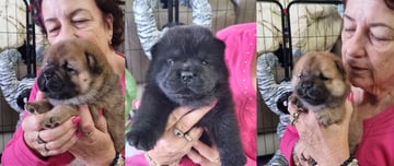 Available Soon 3 Chow Chow Females, 1 Black Rough, 2 Red Smooth coats. 