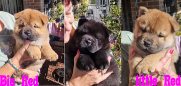 Available Soon 3 Chow Chow Smooth Coat Females, 1 Black, 2 Red. 