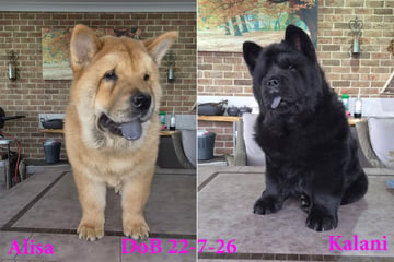 Available Now Two (2) Female Chow Chows DoB 22 June 2026