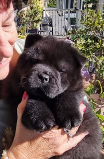 Black Girl Available Now Chow Chow Black Smooth Coat Female