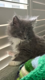 Empress Nami Available Soon Maine Coon Kitten