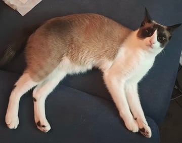 Available Now Rare Snowshoe Cat - Seal Point Bicolour -Young Adult