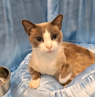 Available Now Rare Snowshoe Cat - Blue Point Bicolour -Retired Queen