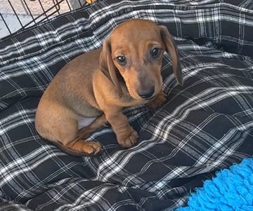 Available Now Miniature dachshund