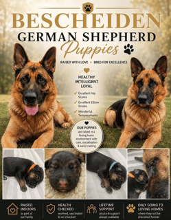 Available Soon German Shepherds Available Soon German Shepherds