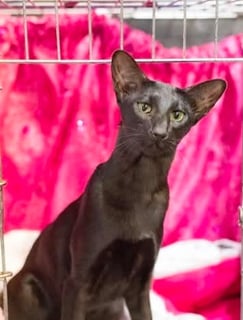 For Adoption Oriental Shorthair For Adoption Oriental Shorthair