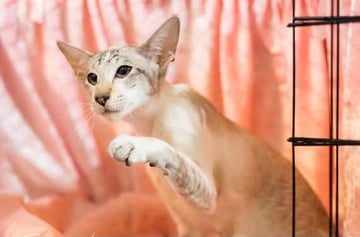 For Adoption Siamese For Adoption Siamese