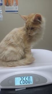 Available Now High Cream Silver Shaded Male Available Now High Cream Silver Shaded Male