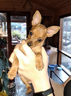 Available Soon Miniature Pinscher red boy