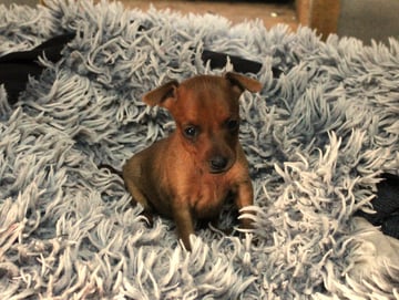 Available Soon Miniature Pinscher red boy