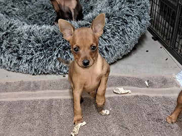 Available Soon Miniature Pinscher red boy